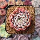 Echeveria 'Mata' 1"-2" Succulent Plant