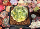 Echeveria 'Nicksana' Variegated 2" Succulent Plant