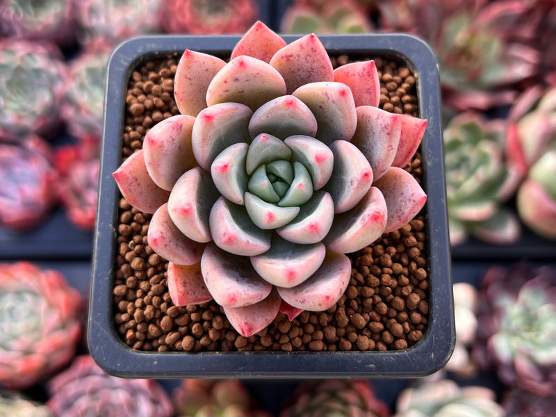 blood succulents Echeveria 'Blood Spirit' 1" Succulent Plant