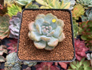 Echeveria 'Orange Monroe' 2" Succulent Plant