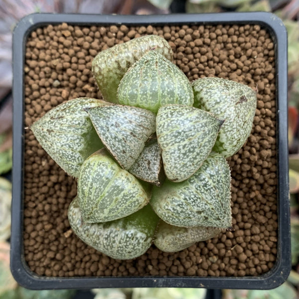 Haworthia 'Emerald' 1"-2" Succulent Plant
