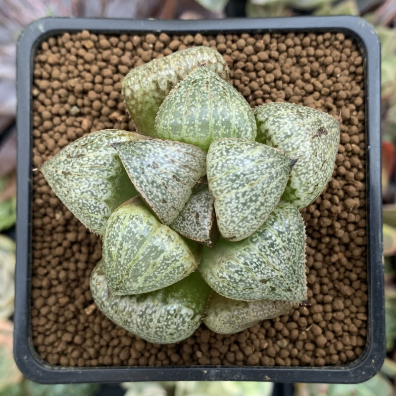 Haworthia 'Emerald' 1"-2" Succulent Plant  True Succulents Plant Co.