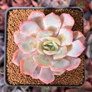 Echeveria 'Frost Blue' 2"-3" Air Magic Hybrid Succulent Plant
