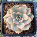 Echeveria 'Esther' Variegated 2" Succulent Plant