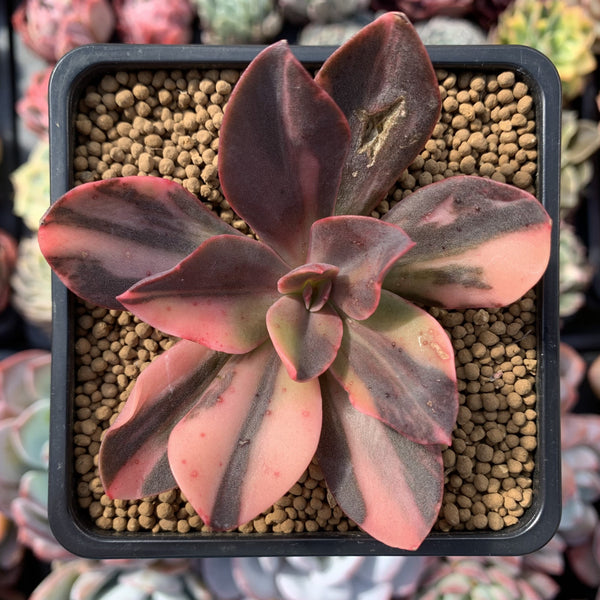 hanaikada succulent Echeveria 'Hanaikada' Variegated 3" Succulent Plant – True Succulents Plant Co