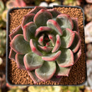 Echeveria 'Shallot' 2"-3" Succulent Plant
