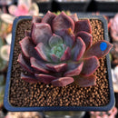 Echeveria 'Vasilisa' 1"-2" Succulent Plant