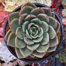 Echeveria 'White Champaign' 4" Succulent Plant