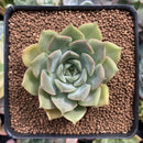 Echeveria 'Gemini' 3" Succulent Plant