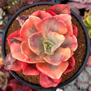 Echeveria 'Suyon' Variegated 4" Succulent Plant