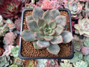 Echeveria 'Silonica' 1"-2" New Hybrid Succulent Plant