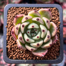 Echeveria Agavoides 'Black Cat' 1" Succulent Plant