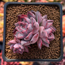 Echeveria 'Black Swan' 1"-2" Cluster Succulent Plant
