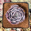 Echeveria 'Pinky' 2" Succulent Plant