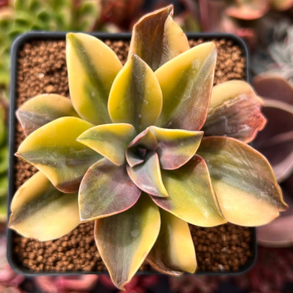 Graptoveria 'Fred Ives' Variegated 2" Succulent Plant