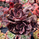 Echeveria 'Hanaikada' Non-Variegated 4" Cluster Succulent Plant