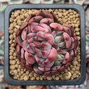 Echeveria Agavoides 'Vivace' 1"-2" Cluster Succulent Plant