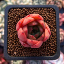 Echeveria 'Golden Burger' 1" Small Succulent Plant