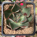 Echeveria 'Longissima' Hybrid 2" Succulent Plant
