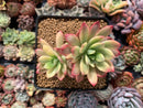 Echeveria 'Minibelle' Variegated Cluster 3"-4" Succulent Plant