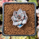Echeveria 'Tremolo' 1" Succulent Plant