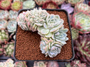 Echeveria 'Elegans Potosina' 3" Crested Cluster Succulent Plant