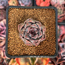Echeveria 'Honky' 1" Succulent Plant