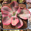 Echeveria 'Minigosaong' Variegated 2"-3" Succulent Plant