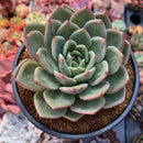Echeveria 'White Champaign' 4" Succulent Plant