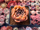 Echeveria Agavoides 'Nocturnal' 4" Succulent Plant