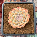 Echeveria 'Mocha' 2" Succulent Plant