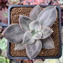 Echeveria 'Xichuensis' 2" Succulent Plant