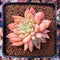 Echeveria 'Pink Top' 2"-3" Succulent Plant