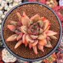 Echeveria sp. 4" Cluster Succulent Plant