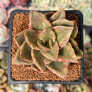 Echeveria 'Trenbi' Variegated 2" Succulent Plant