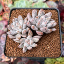 Echeveria 'Tolimanensis' 2"-3" Cluster Succulent Plant