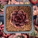 Echeveria Agavoides 'Nike' 1" Succulent Plant