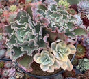 Echeveria 'Japan Moon River' Variegated 8" Very Large Cluster Succulent Plant