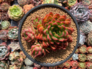 Echeveria Agavoides sp. 4" Cluster Succulent Plant