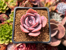 Echeveria 'Dusty Rose' 2" Succulent Plant