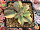 Graptoveria 'Fred Ives' Variegated 3" Rare Succulent Plant