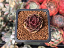 Echeveria 'Russet Plum' 1" (First Generation Seed Grown) Succulent Plant