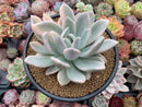 Graptoveria 'Opalina' Variegated 4" Succulent Plant