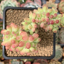 Sedum 'Pachyphyllum' Crested 3" Succulent Plant