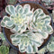 Echeveria 'Compton Carousel' Variegated 4" Cluster Succulent Plant