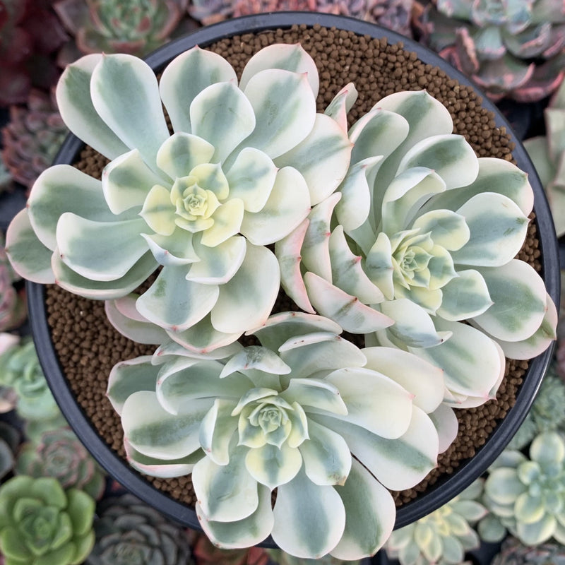 carousel succulent Echeveria 'Compton Carousel' Variegated 4" Cluster Succulent Plant – True Succulents Plant Co