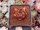 Echeveria Agavoides 'Lip Stick' 1" Succulent Plant