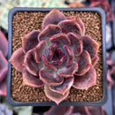 Echeveria 'Dark Chocolate' 2" Succulent Plant