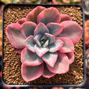 Echeveria 'Pink Harin' Variegated 2"-3" Succulent Plant