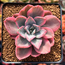 Echeveria 'Pink Harin' Variegated 2"-3" Succulent Plant